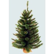  Сосна Триумф Сказочная в мешочке 73537 (60 см)