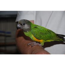 Абсолютно ручные попугаи средних размеров– птенцы Сенегала, Аратинги и Калиты-монаха. Лучшее предложение месяца