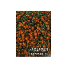 Бархатцы тонколистные Оранжевый самоцвет