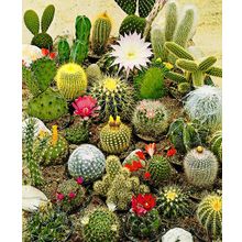 Кактусы Ёжики набор