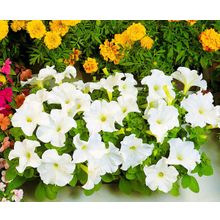 Петуния Суперкаскад белая