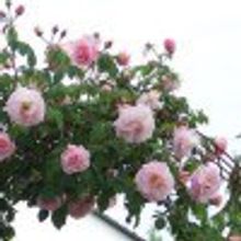 Роза Нью Даун плетистая New Dawn  V=0,5л НЕТ