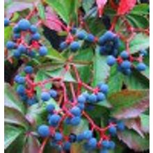 СЕМЕНА ВИНОГРАДА ДЕВИЧЬЕГО PARTHENOCISSUS две горсти НЕТ