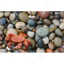 Vortex Samba «Галька»