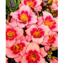 Лилейник Земляничная Карамель