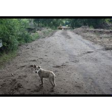 Адвокат по животным в Красногорске