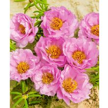 Портулак Сандал розовый