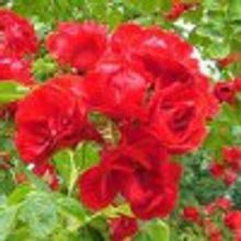 Роза СКАРЛЕТ SCARLET плетистая  почвопокровная V=0,5л