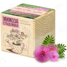Экокуб «Мимоза»