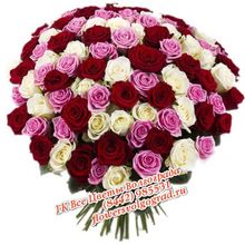 101 роза букет розово-бордовый Микс