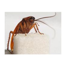 Уничтожение тараканов в Самаре. Поморить  тараканов в квартире. Выведение тараканов. Эффективные средства от тараканов.