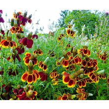 Ратибида Мексиканская шляпа