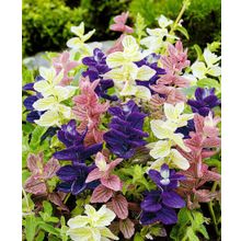 Сальвия Триколор хорминумовая набор