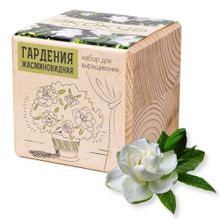 Набор для выращивания Экокуб, гардения жасминовидная