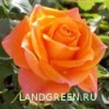 Роза миниатюрная Orange Juwel  0,5л НЕТ