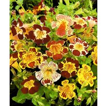 Мимулюс Тигринус Грандифлора