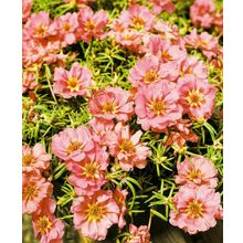 Портулак Сандал персиковый