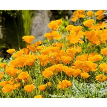 Эшшольция Золотой запад