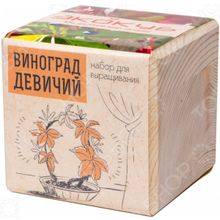 Экокуб «Виноград Девичий»