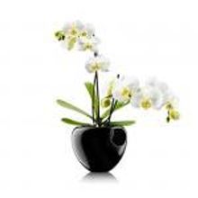 Eva Solo Горшок для орхидеи Orchid pot черный арт. 568241