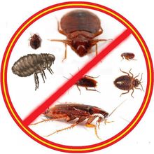 : Уничтожение клопов, тараканов, блох муравьев