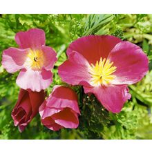 Эшшольция Королевский кармин