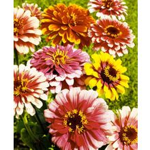 Циния Карусель набор