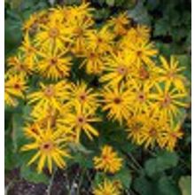 Бузульник зубчатый Ligularia dentata ком