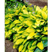 Хоста Золотой стандарт