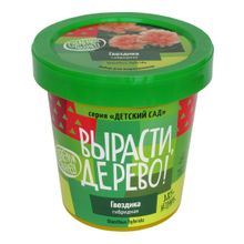 Набор для выращивания ВЫРАСТИ ДЕРЕВО! Гвоздика гибридная