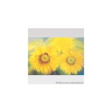 Zonnebloemen - Подсолнухи