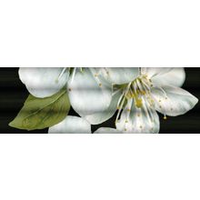 Ibero Next Capella Dec C 25x75 см