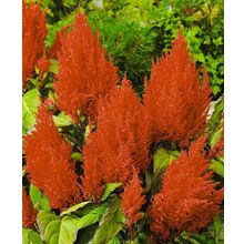 Целозия Красное перо