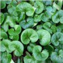 Копытень европейский Asarum europaeum ком 1л