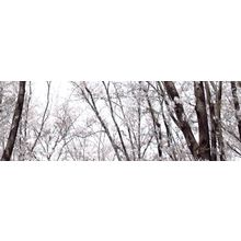 Ibero Concept Life Dec T 25x75 см