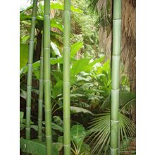 Бамбук зеленый d 90-100мм L=2,8-3м