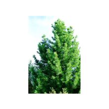 Деревья крупномеры, кедр сибирский, выс. 4 м., 25 лет