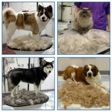 Устройство для вычесывания кошек и собак