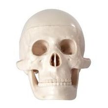 Анатомическая модель. Череп (XC-106)