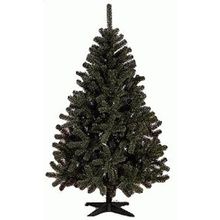  Ель рождественская зелёная