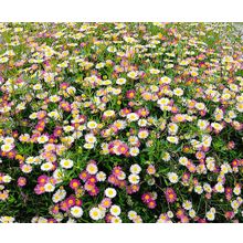 Эригерон Карвинского цветной ковёр