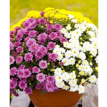 Хризантема набор Махровый ранний