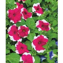 Петуния Дримс Розовая пикоти