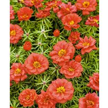 Портулак Сандал алый